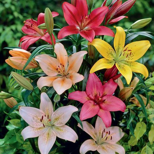 LILIES AND THE INDIAN FLORAL INDUSTRY