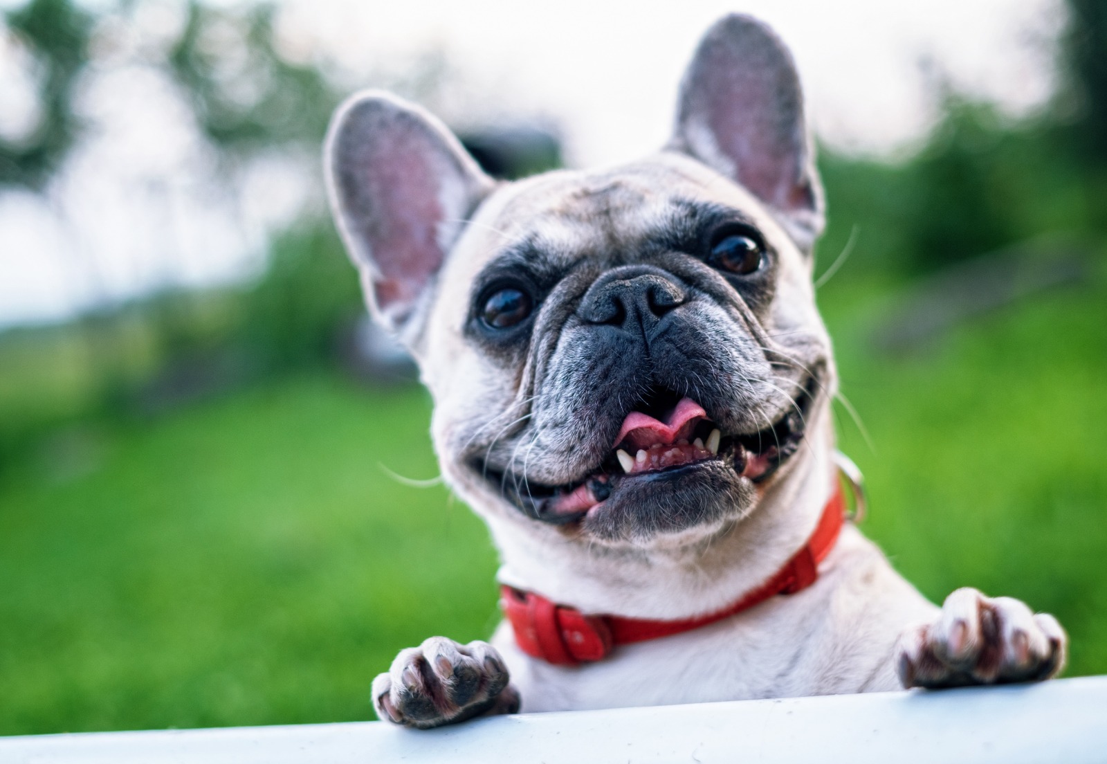 Benefits of online vet consultation in India