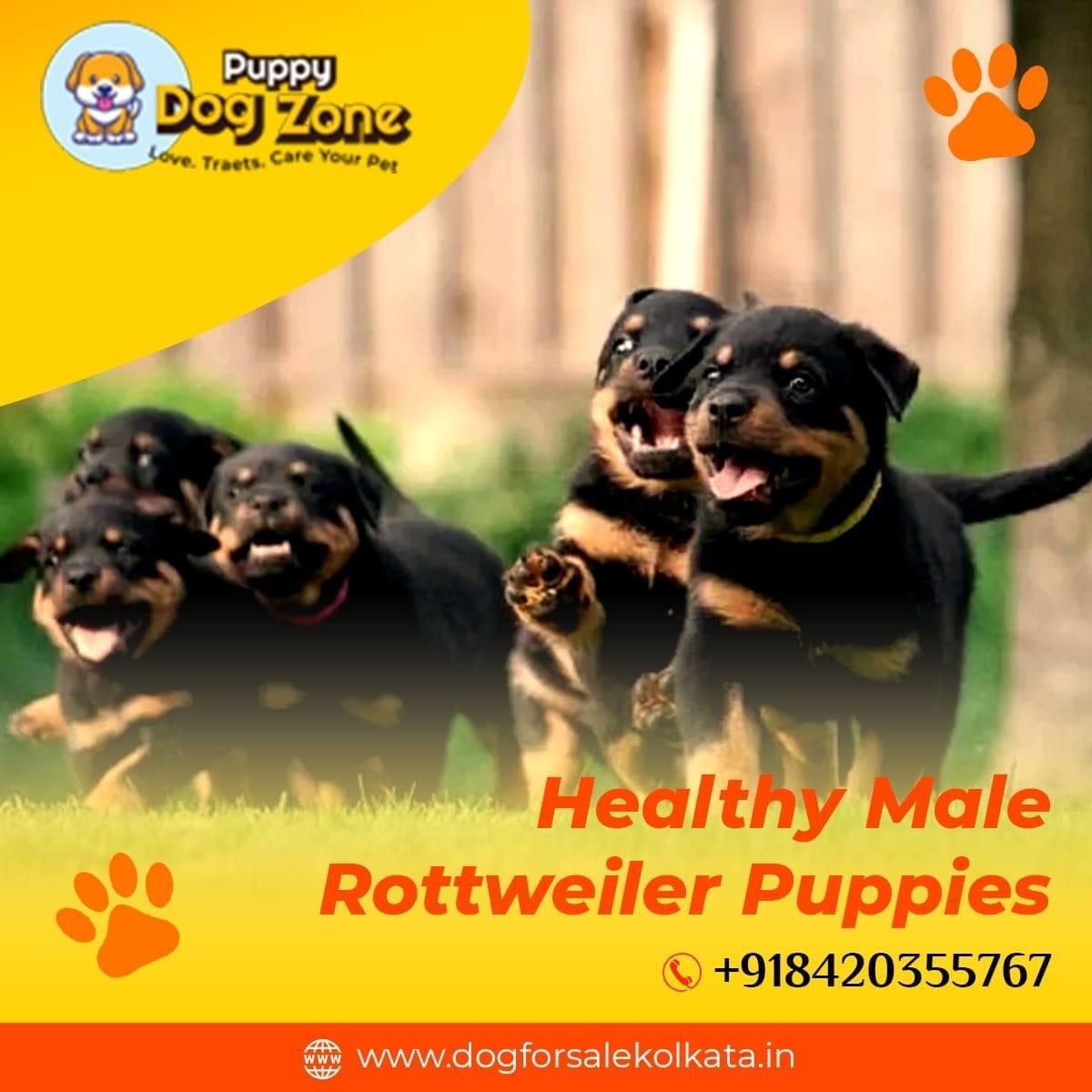 Unleashing the Joy of Dog Ownership: A Comprehensive Guide to Dog Breeds and Pricing in Kolkata