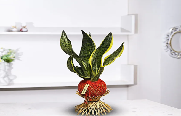 Are Kokedama Plants Worth the Hype? Let’s Break It Down