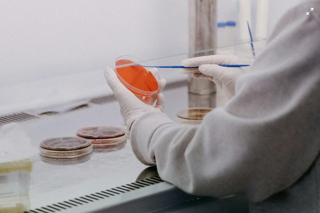 IGF-1 LR3: A Versatile Peptide for Cellular and Tissue-Level Investigations
