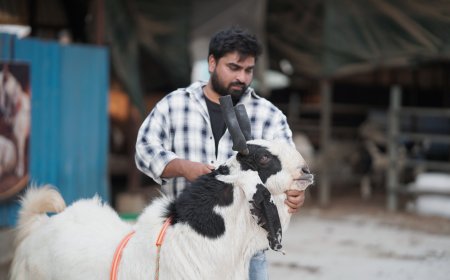 Organized Livestock Farming: How Razzak Khan and Razzak  Goat Ranch Are Setting New Industry Benchmarks