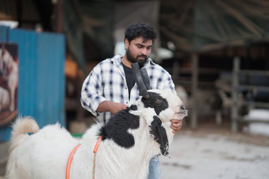 Organized Livestock Farming: How Razzak Khan and Razzak  Goat Ranch Are Setting New Industry Benchmarks