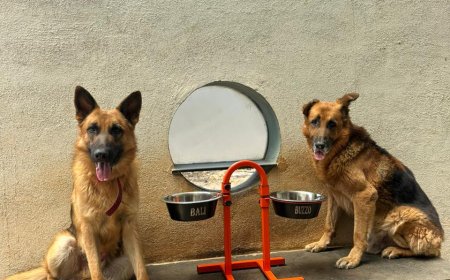 Why CanineJoy Gears Chose Manufacturing Over Importing—Even When It Was the Harder Path