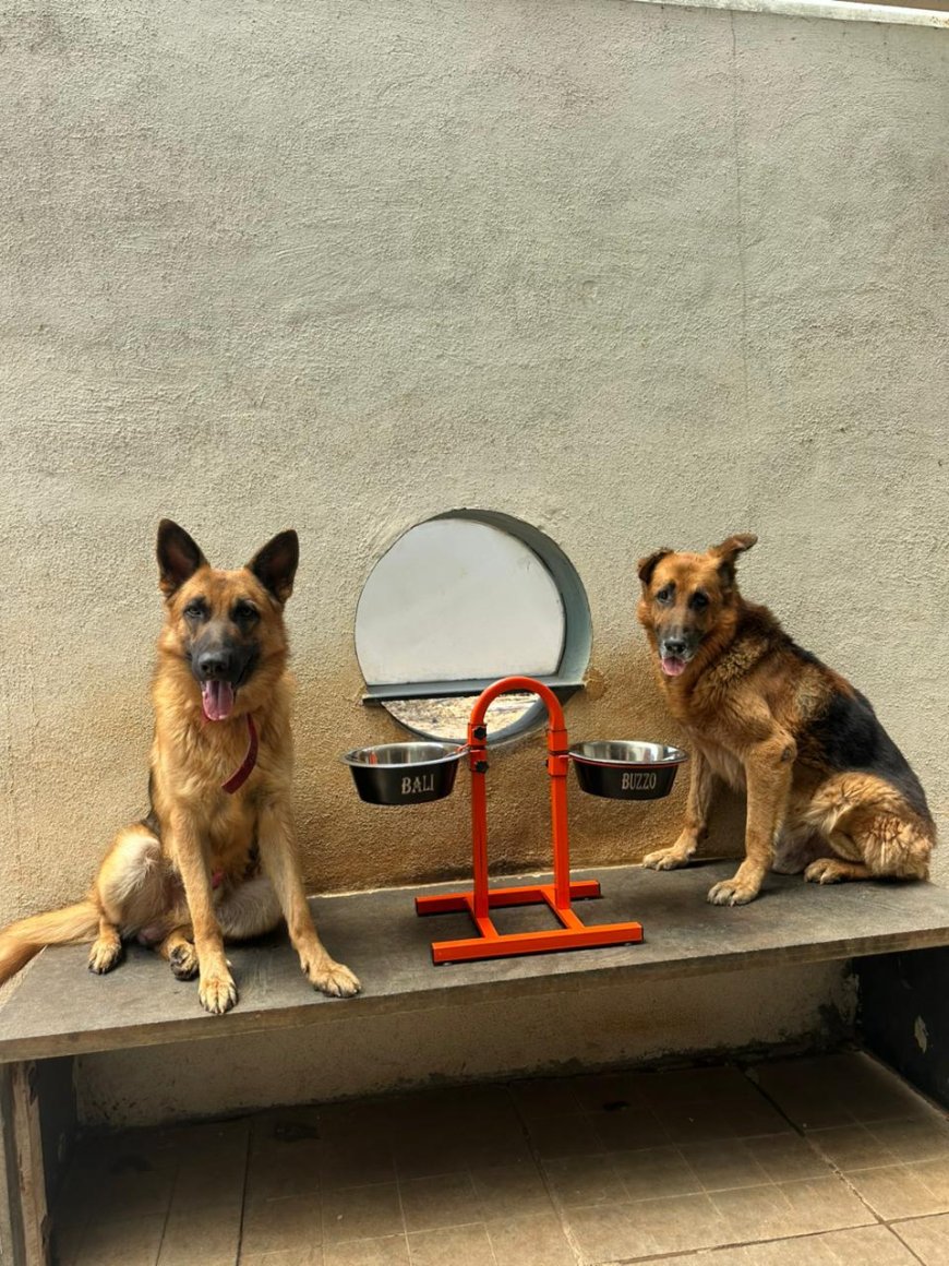 Why CanineJoy Gears Chose Manufacturing Over Importing—Even When It Was the Harder Path