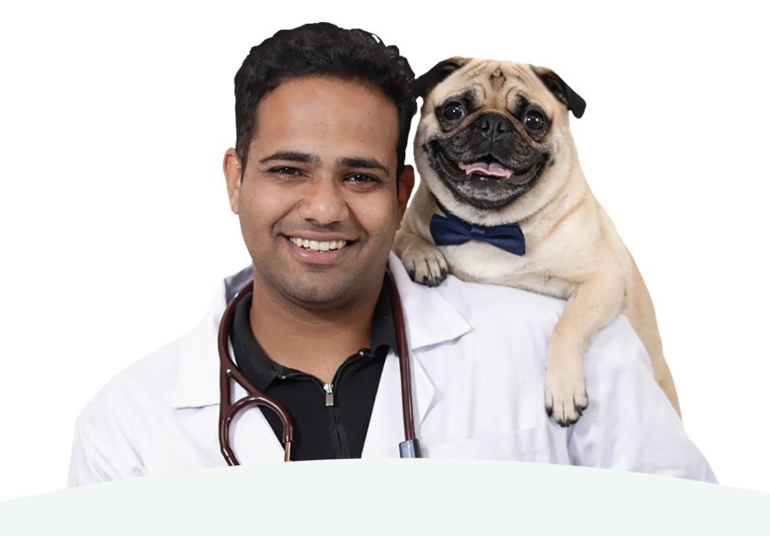 The Hidden Price of Cheap Kibble: Veterinarian Dr. Anshul Rawal on What Bargain Pet Food Is Doing to India's Dogs and Cats