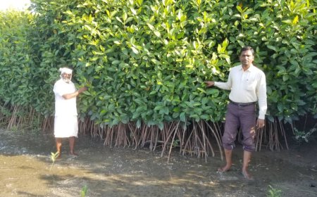 Mangrove Ecosystems: Nature's Living Shield Against Climate Change and Coastal Disasters