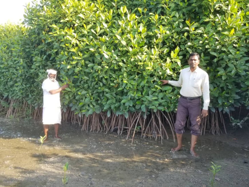 Mangrove Ecosystems: Nature's Living Shield Against Climate Change and Coastal Disasters